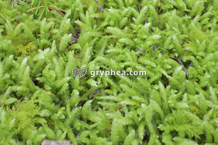 Mousses (Bryophytes) - gryphea.com